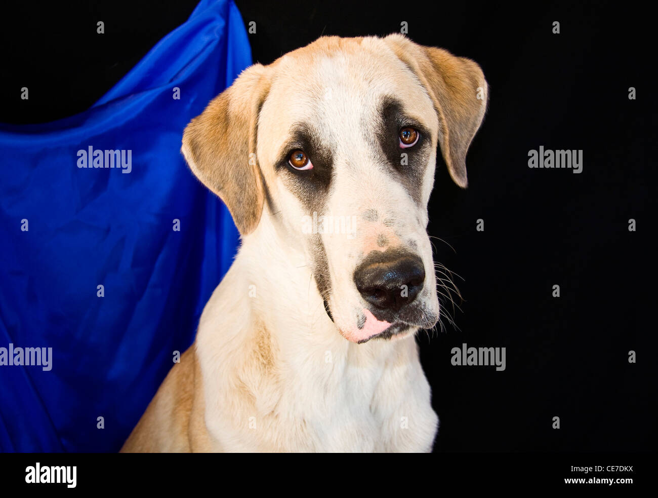 Portrait d'un chiot Berger d'Anatolie devant un fond noir avec tissu bleu pendaison Banque D'Images