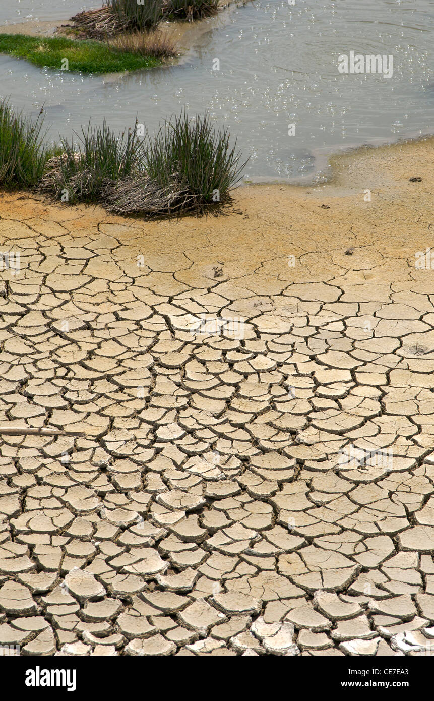 La terre et la boue sont sèches et craqueuses en raison de la chaleur extrême à côté d'un petit étang d'oasis qui rétrécit Banque D'Images