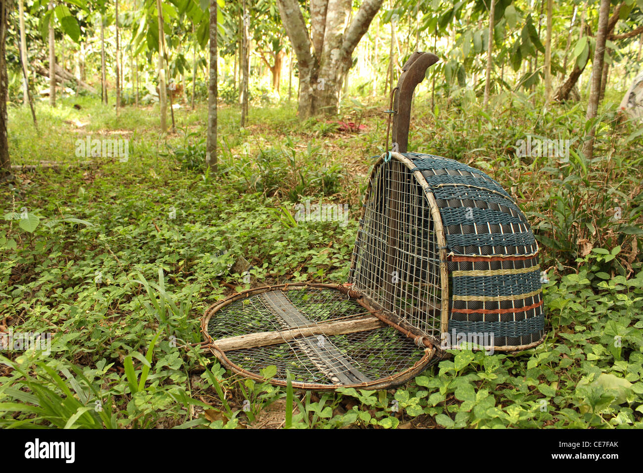 Handmade bird trap (nom d'oiseaux d'eau d'un des genres Rail Rallus et Amauropsis) dans le jardin de l'arbre en caoutchouc dans la partie sud de Th Banque D'Images