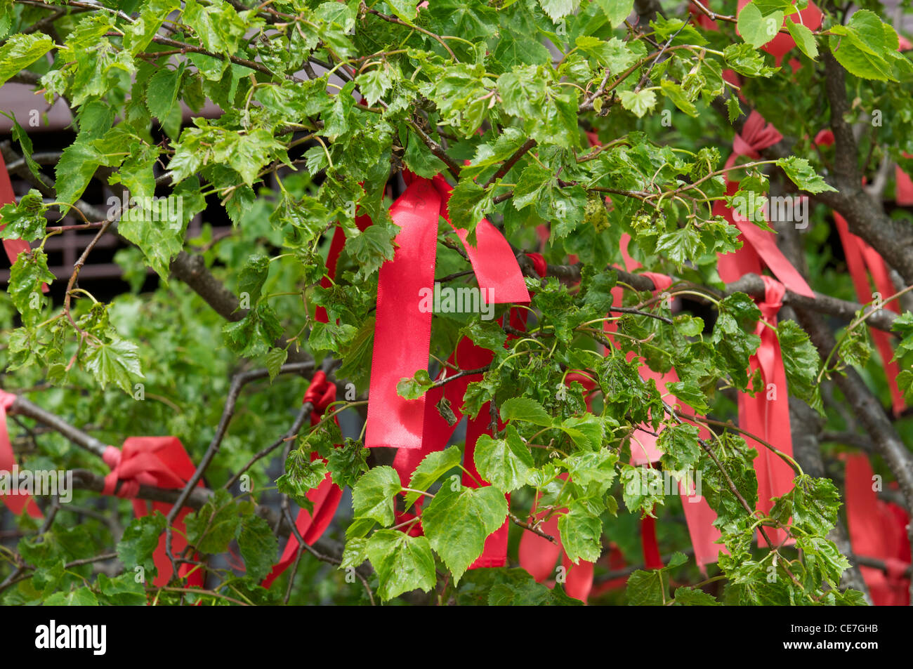 Rubans de prière liée sur un Wishing Tree dans le jardin chinois de Dunedin Nouvelle Zélande Banque D'Images