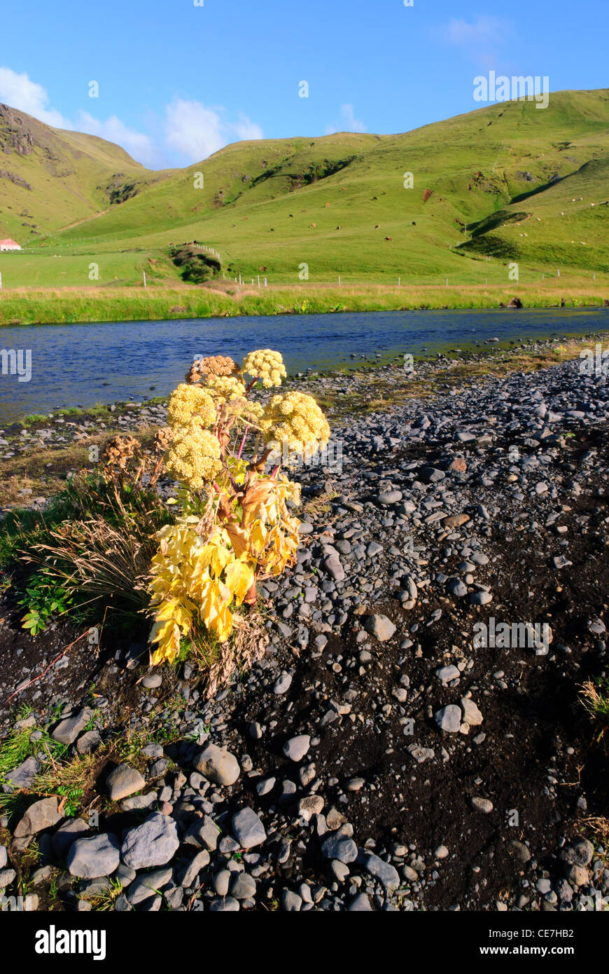 Iceland flower Banque de photographies et d’images à haute résolution