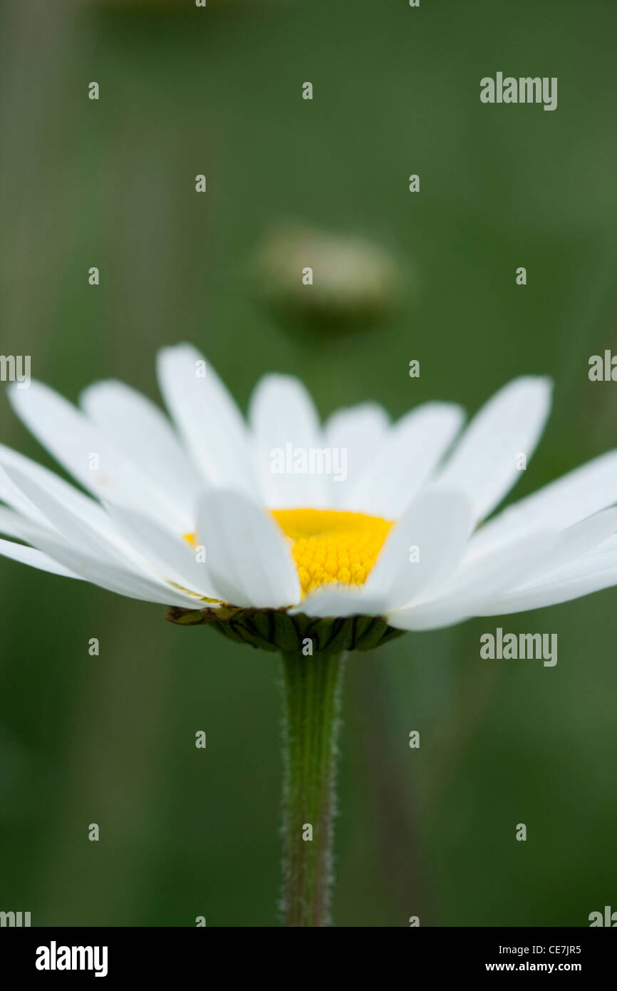 Daisy, la grande marguerite, Leucanthemum vulgare, blanc, vert. Banque D'Images