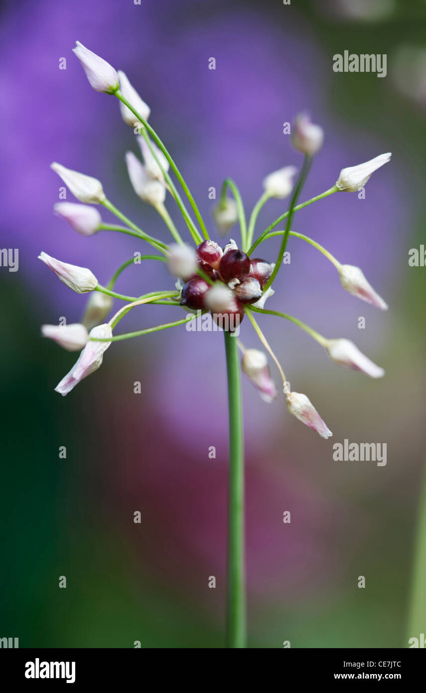 Allium roseum, Allium, mauve. Banque D'Images