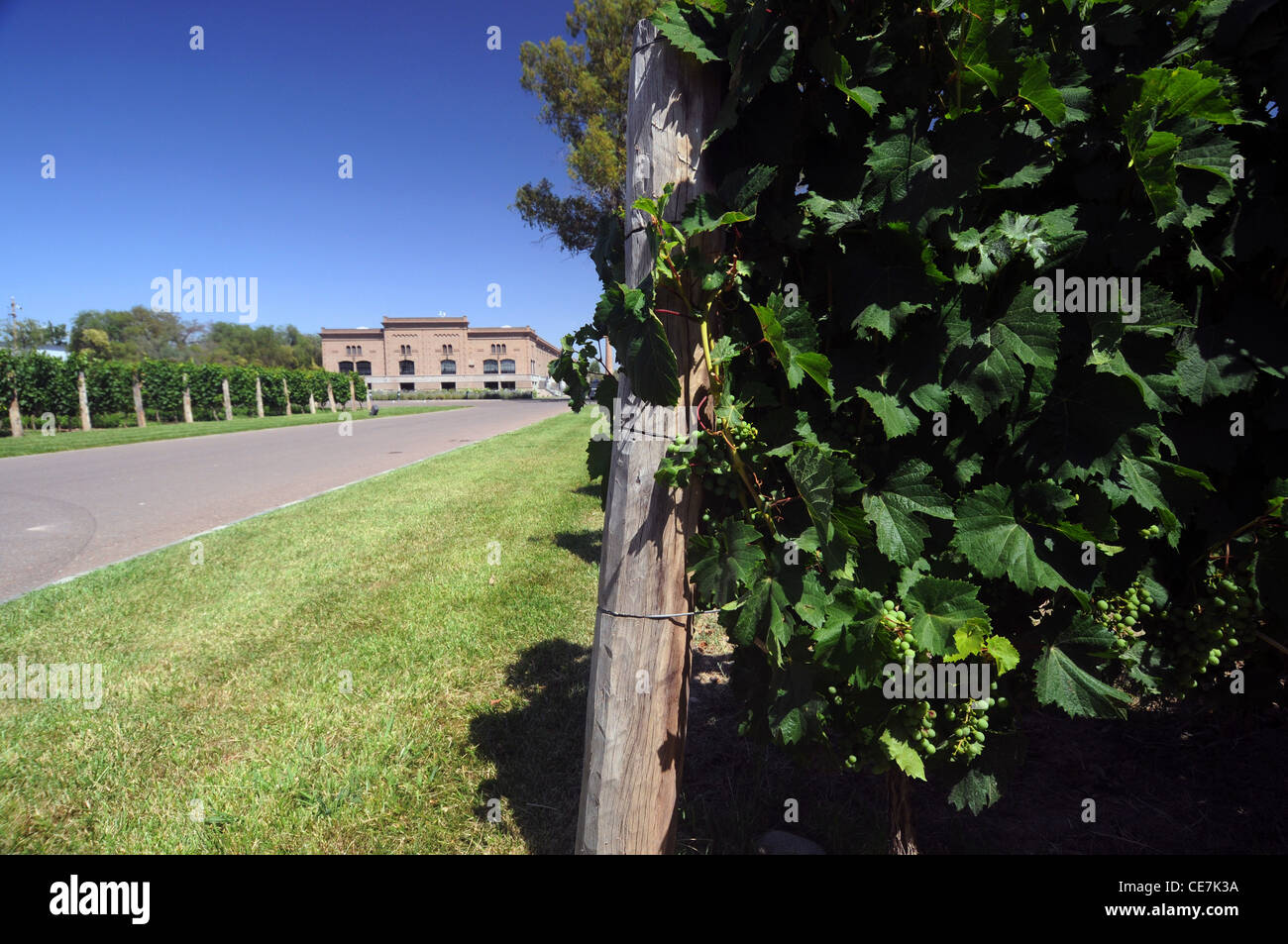 Raisins sur la vigne à la cave, Trapiche Mendoza, Argentine. Pas de PR Banque D'Images