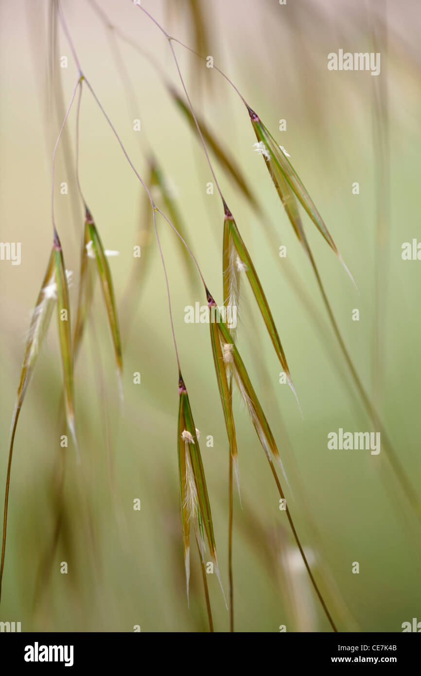 L'avoine d'or, Stipa gigantea, vert. Banque D'Images