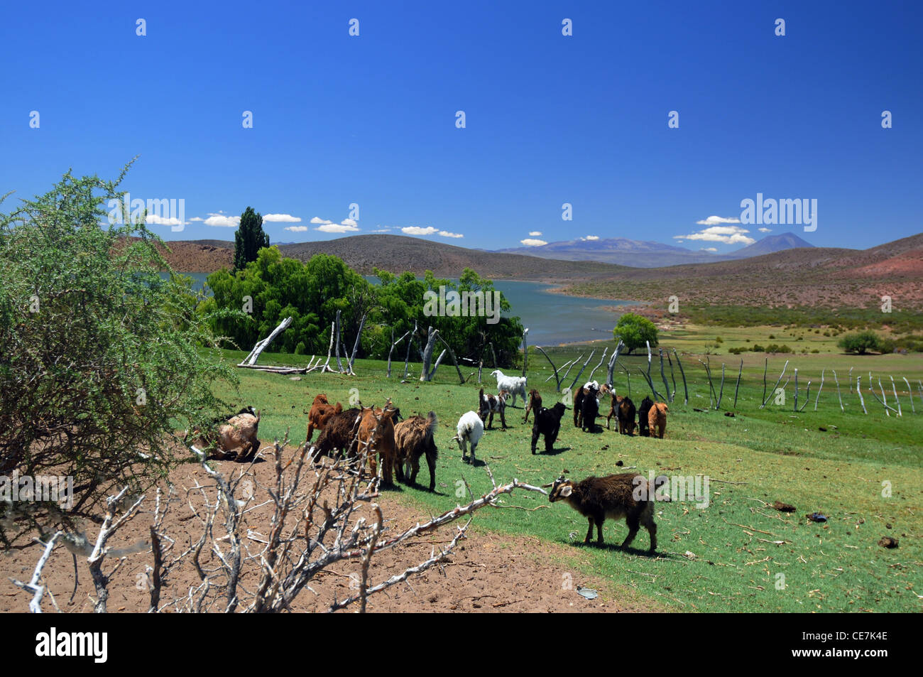Jeunes chèvres dans une ferme de la province de Mendoza, Argentine Banque D'Images