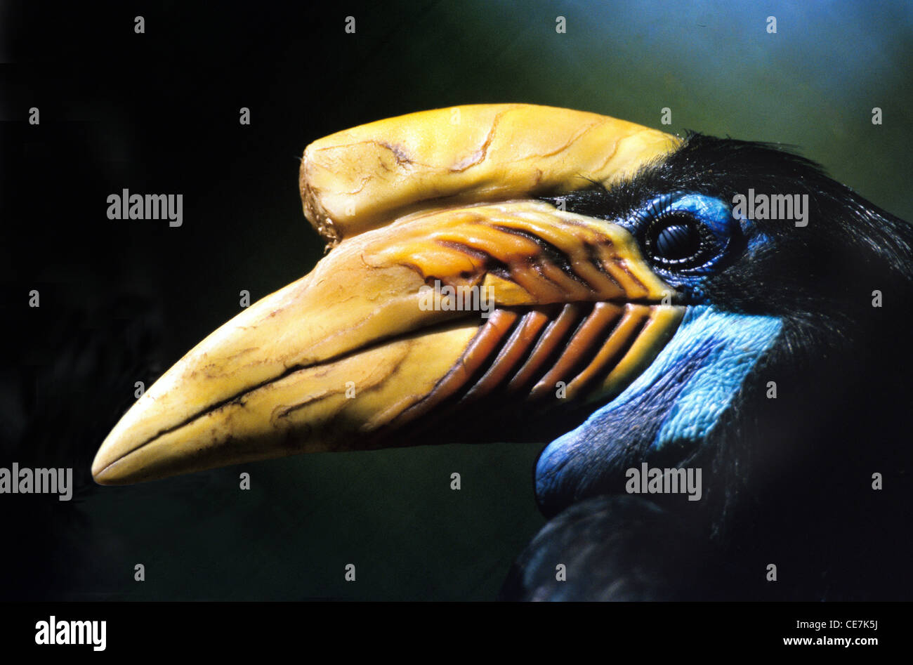 Portrait de la femelle Hornbill (Rhyticeros cassidix) Aka Sulawesi ridled Hornbill originaire d'Indonésie Banque D'Images