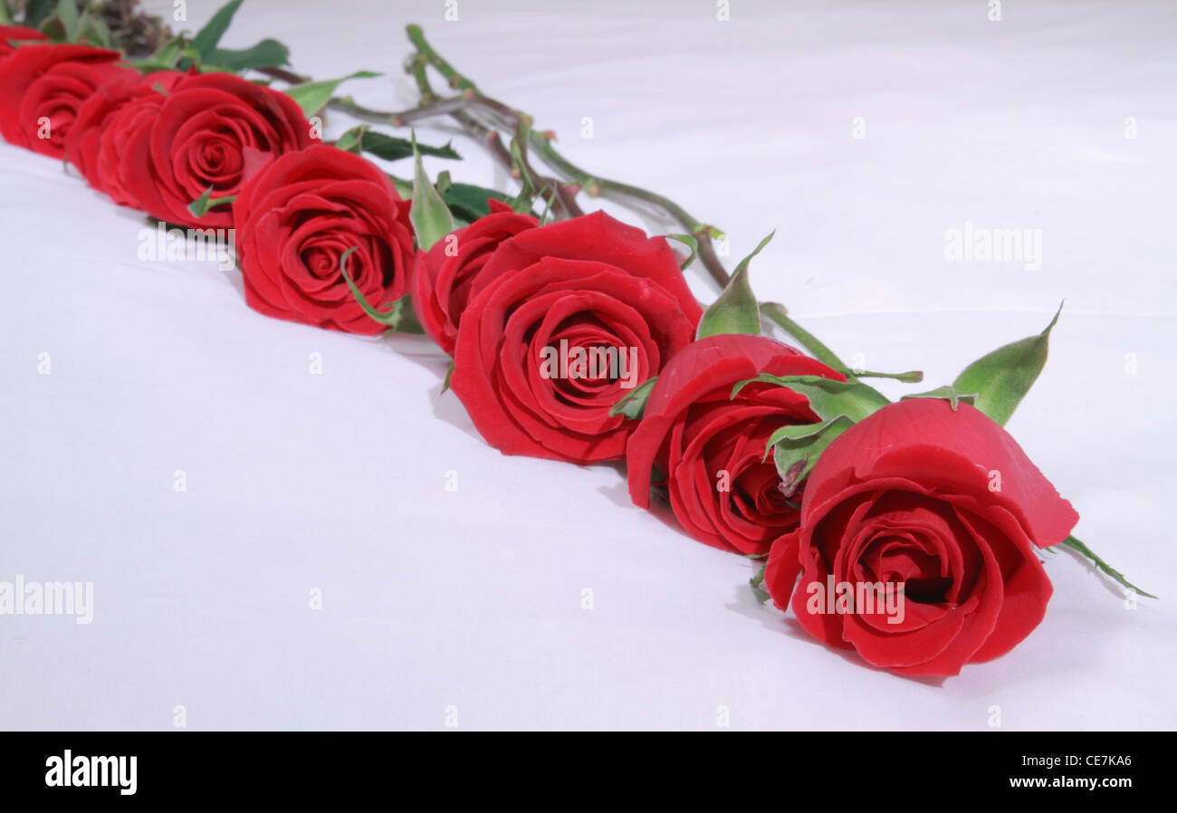 Roses rouges alignés sur un lit de feuilles blanches Banque D'Images