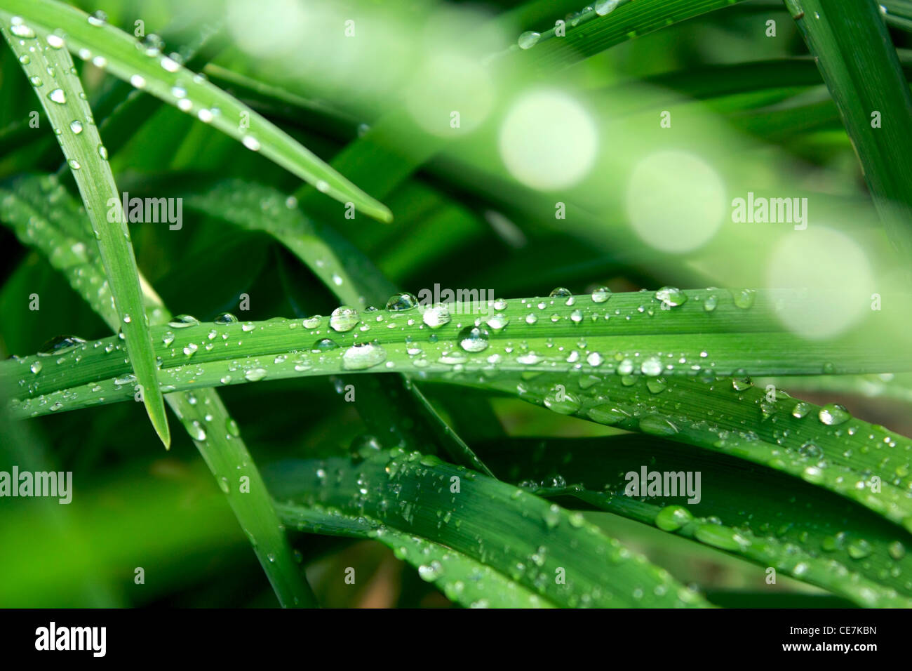 A proximité de l'usine jusqu'à la goutte d'eau Banque D'Images
