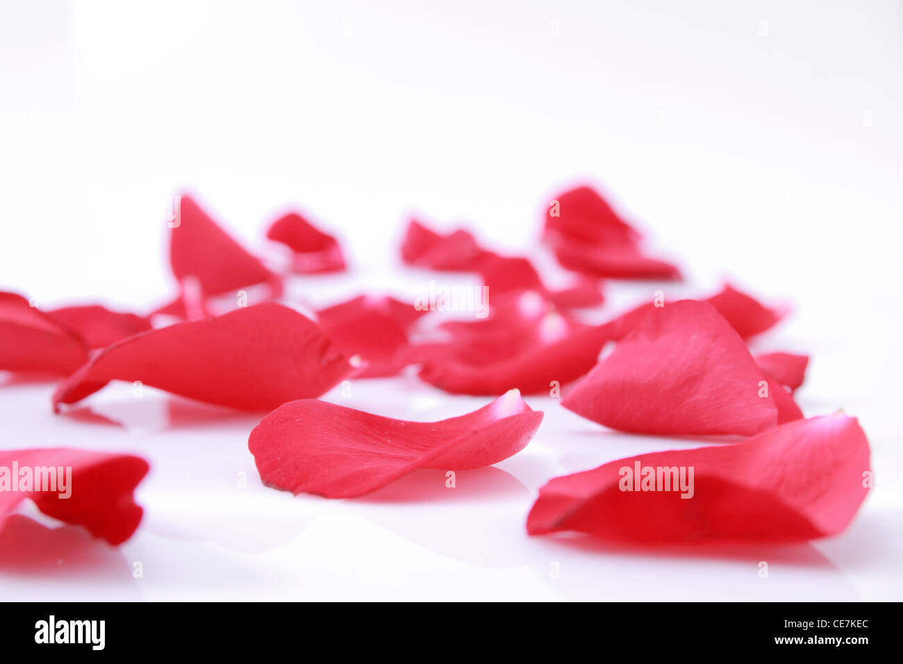 La texture des pétales de rose rouge sur un fond blanc Banque D'Images