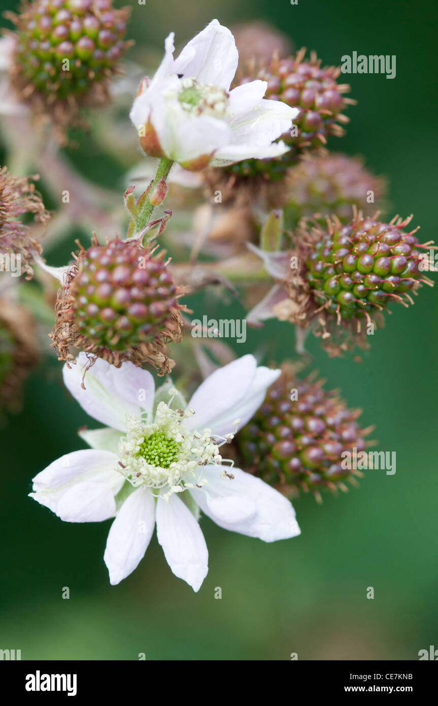 Fleurs blanches et de fruits pas mûrs de Blackberry Rubus laciniatus 'Loch Ness' plante. Banque D'Images