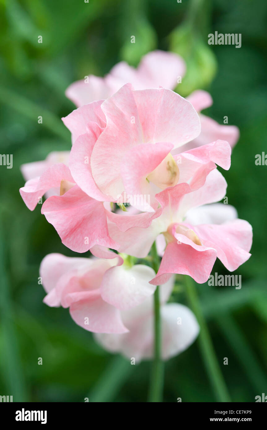 Fleurs de pois sucré rose Lathyrus odoratus cultivar contre un fond vert foncé. Banque D'Images