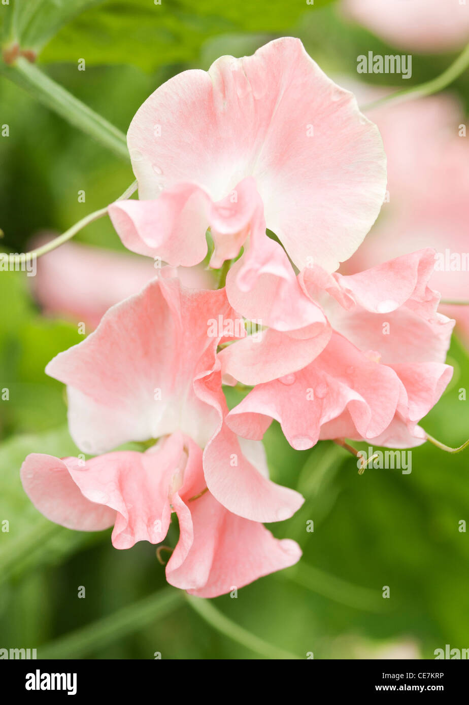 Close-up of pink fleurs des pois de plante Lathyrus odoratus 'Lauren Landy' contre un fond vert foncé. Banque D'Images