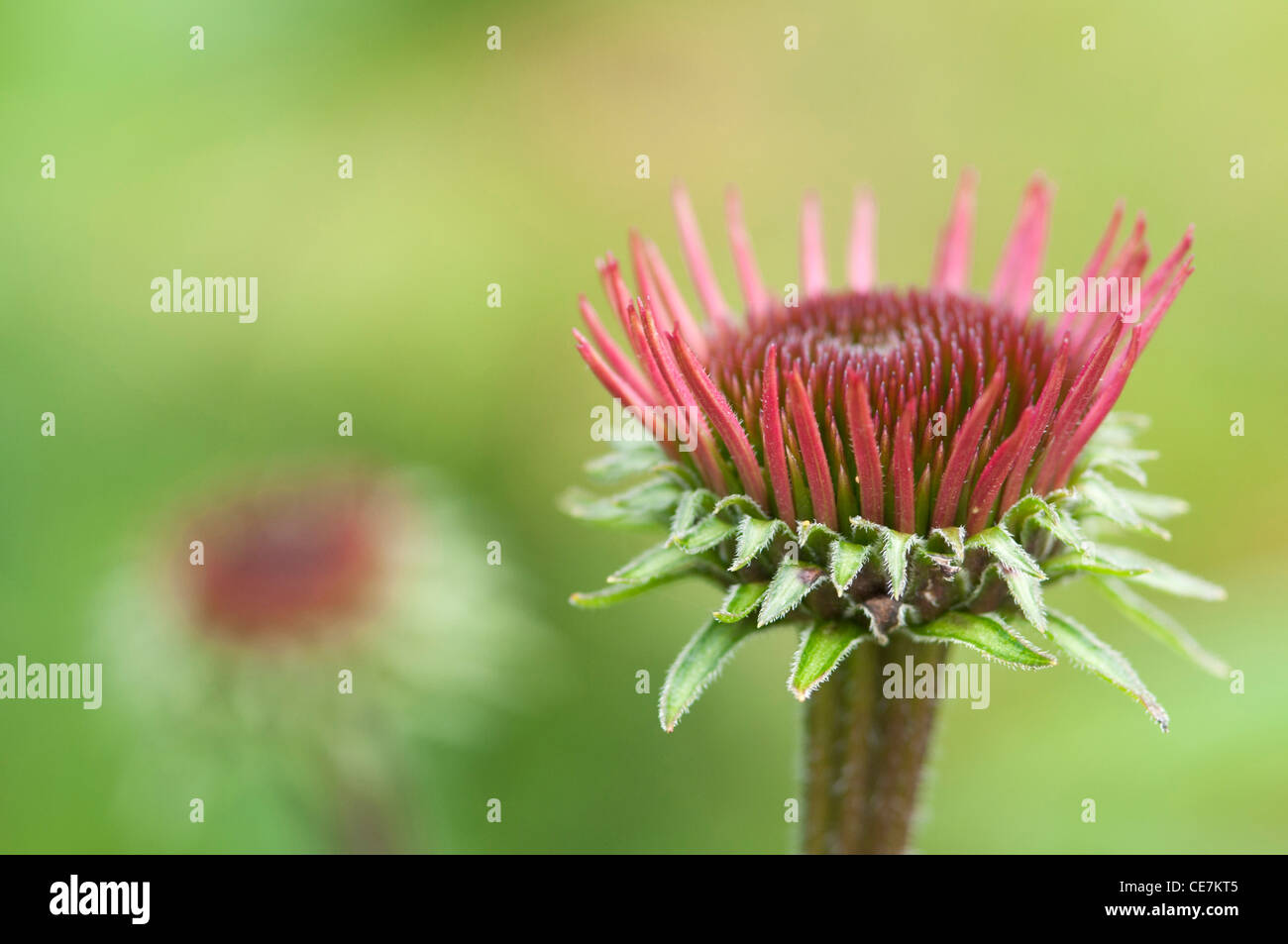 Close-up de pétales de fleurs de mauve d'Echinacea purpurea 'Rubinglow' échinacée pourpre. Banque D'Images