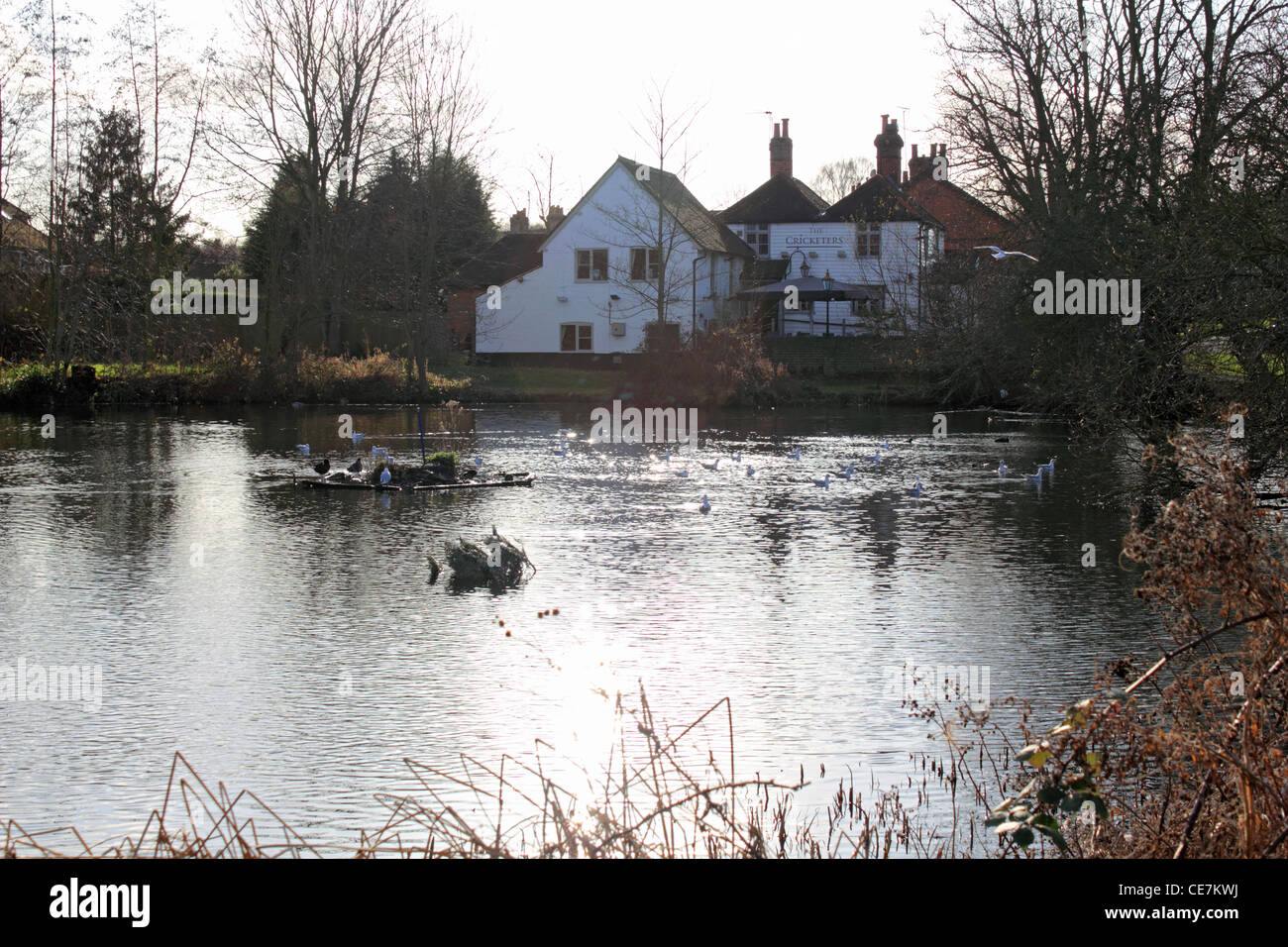 Étang Vert Stamford England UK Surrey Epsom Banque D'Images