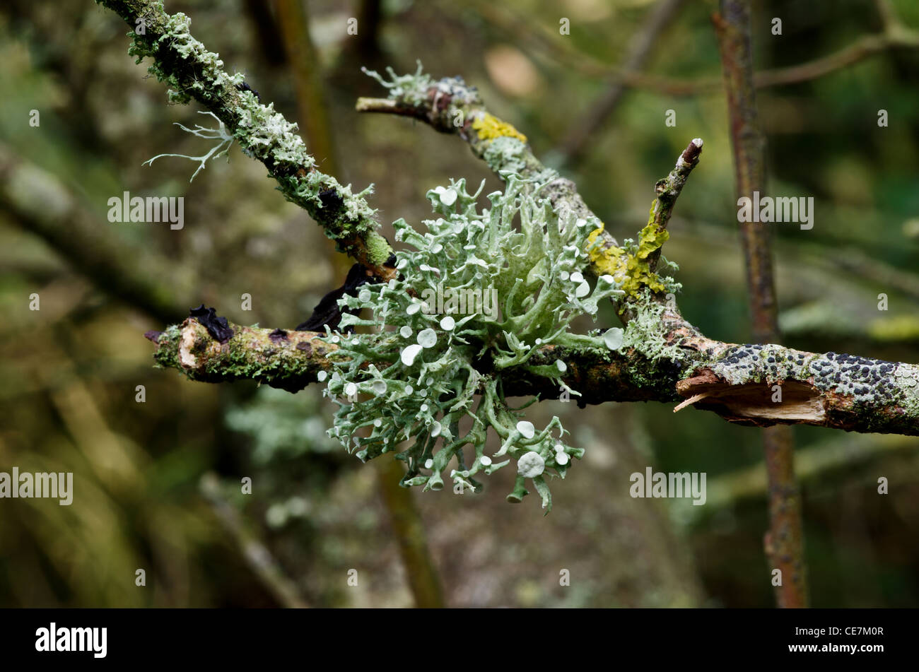 Ramalina fastigiata lichen commun sur les arbres, Llyn Cefni, Anglesey, Pays de Galles Banque D'Images