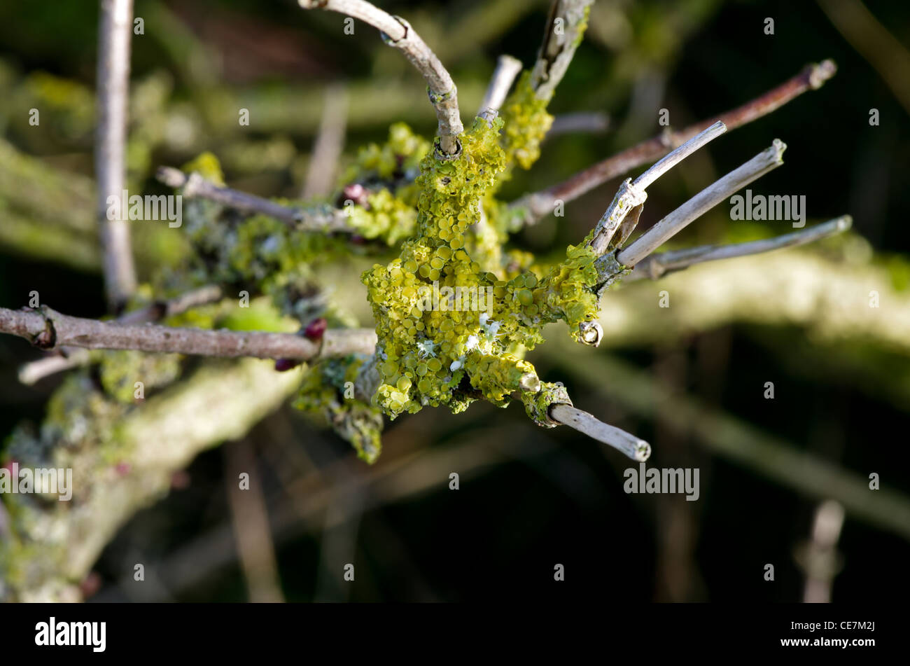 Xanthoria parietina, Llyn Cefni, Anglesey, un lichen très commun d'arbres, les bâtiments et les roches, dans ce cas sur un ancien rameau. Banque D'Images