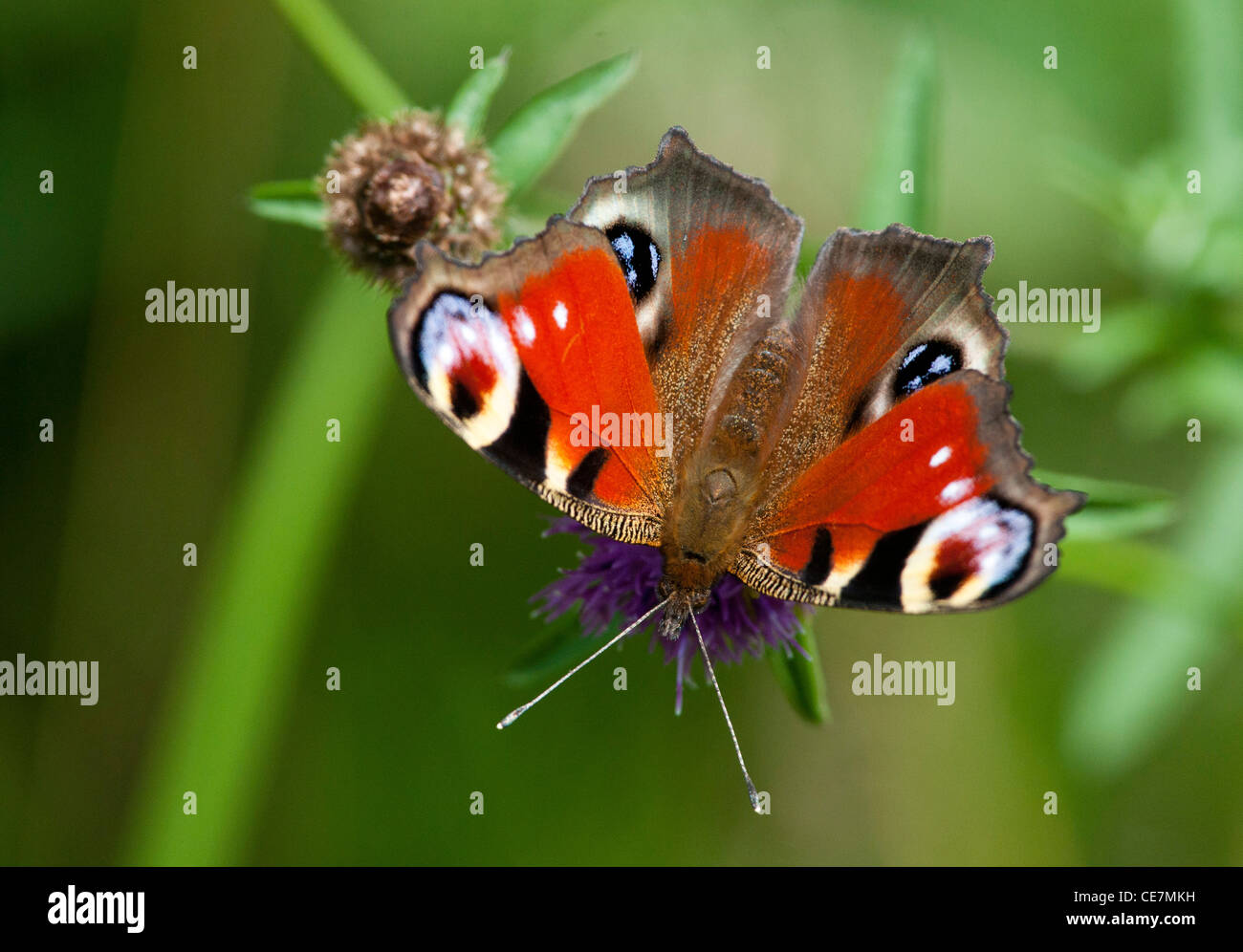 Papillon Paon européen (Aglais io) Banque D'Images