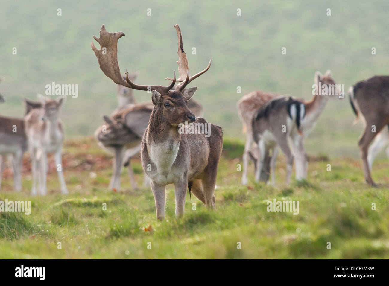 Stag en jachère (Dama dama) Banque D'Images