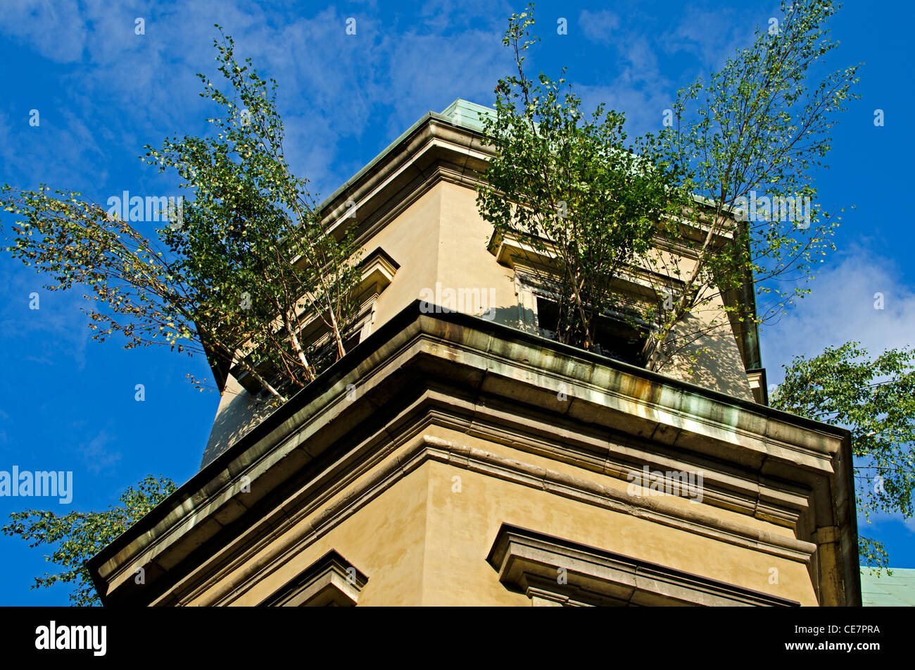 Arbre qui pousse dans Château Ujazdow via Windows. Banque D'Images