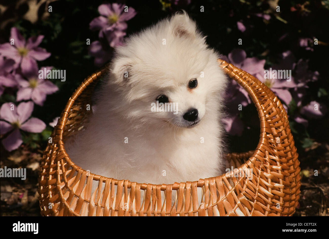 American Eskimo Dog-chiot dans panier Banque D'Images