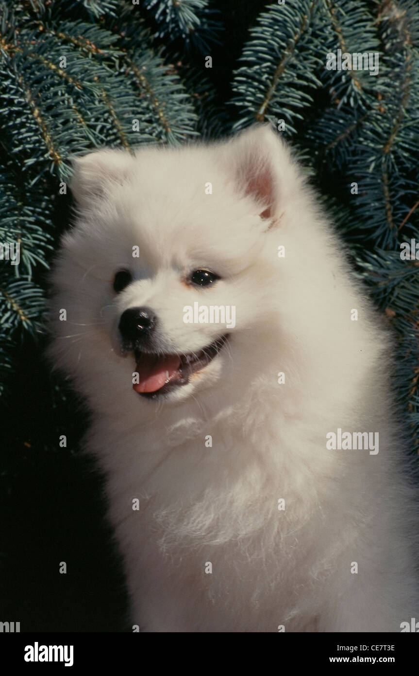 American Eskimo Dog Banque D'Images