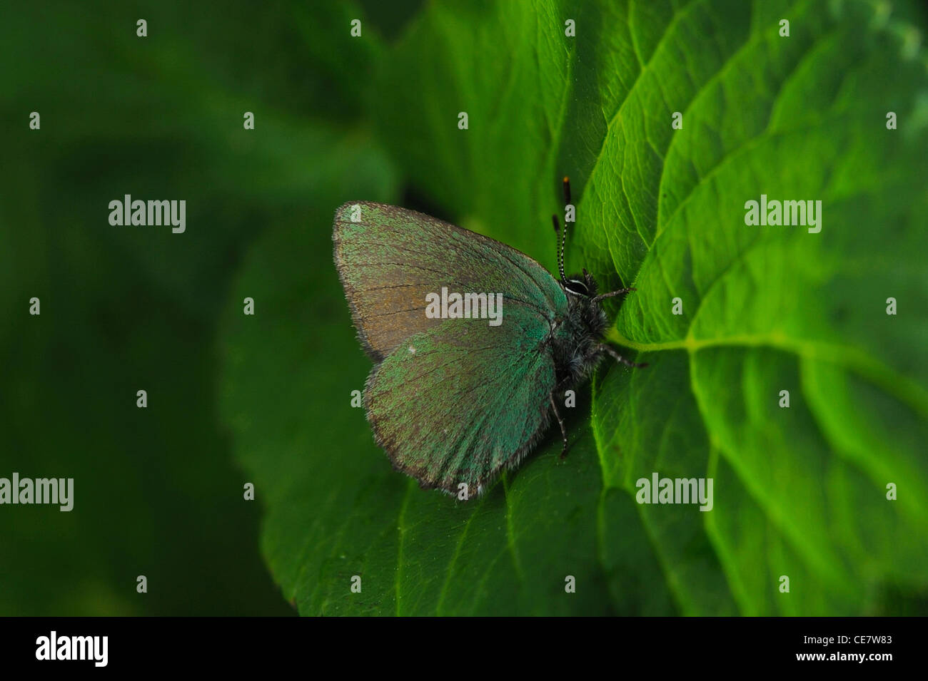 Porte-queue vert (Callophrys rubi) sur une feuille verte Banque D'Images