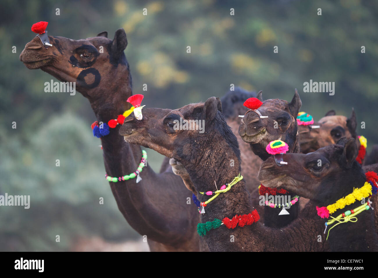 Un chameau foire annuelle à Pushkar Rajasthan, Inde. Banque D'Images