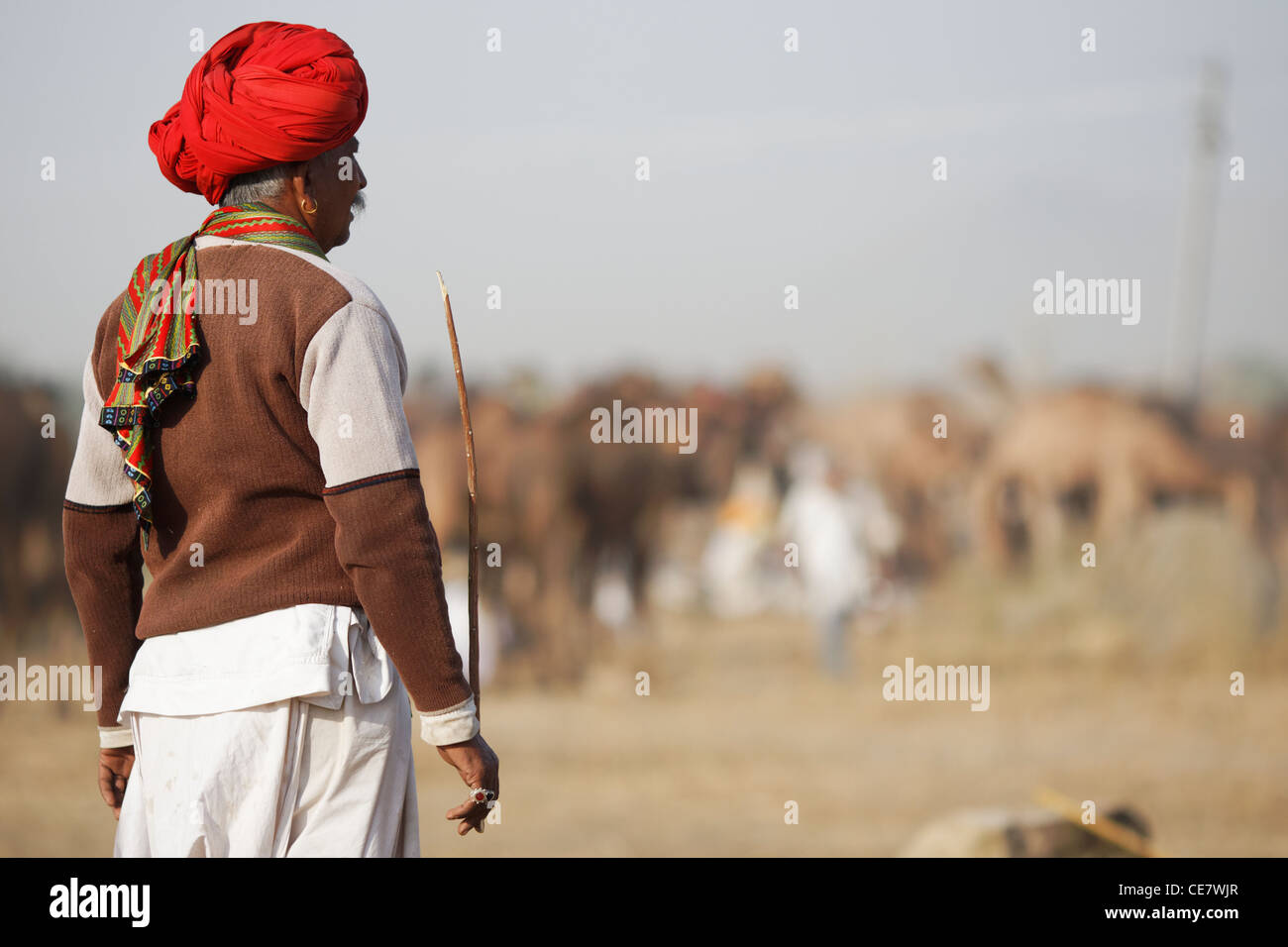 Éleveur de chameaux avec leurs chameaux à Pushkar, Rajasthan. Banque D'Images