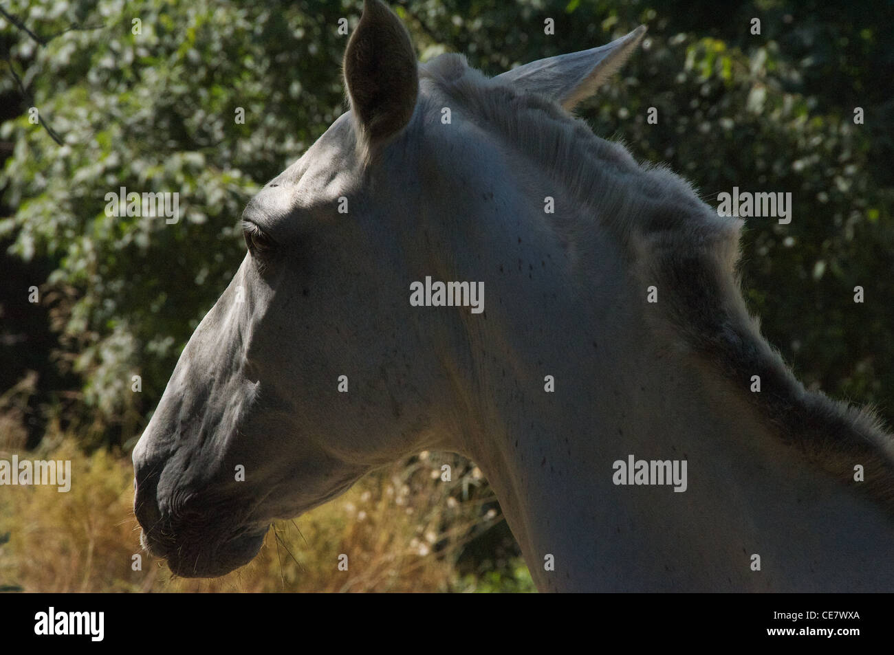Cheval espagnol Banque de photographies et d’images à haute résolution