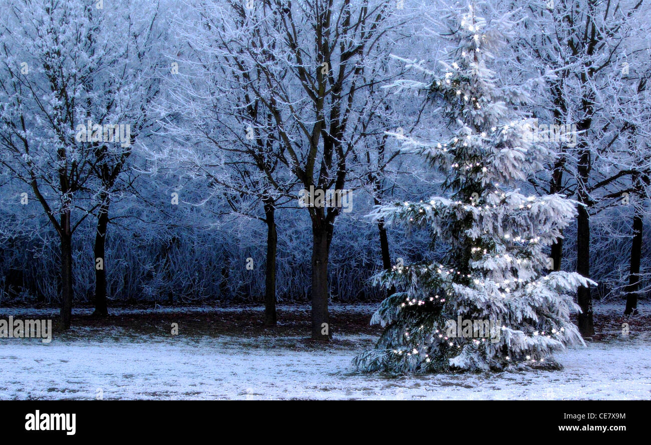 Frosty Arbre de Noël à côté de forêt avec lumières blanches et de teinte bleu Banque D'Images