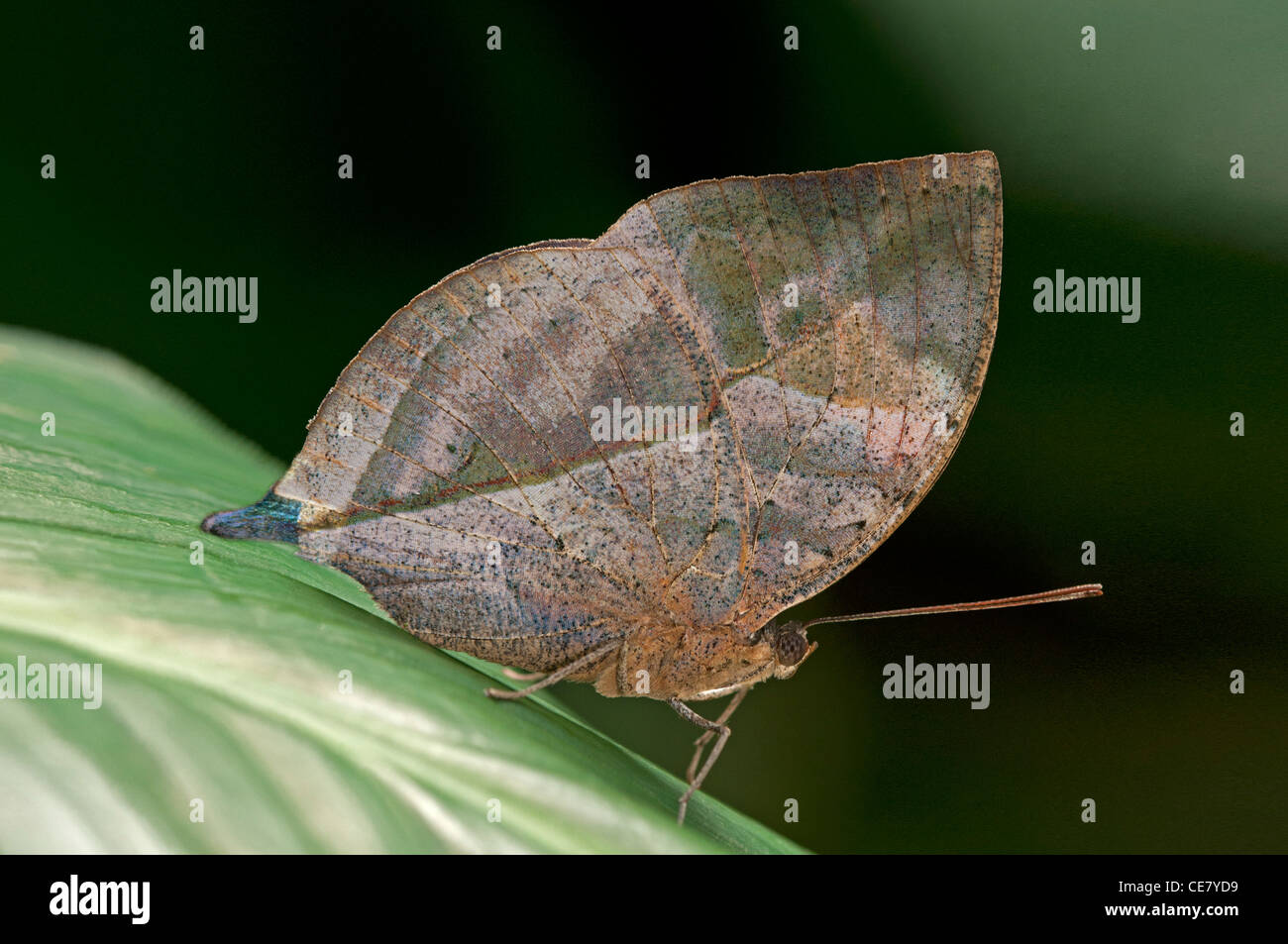 Kallima paralekta Leafwing, indiens, la couleur et la forme des ailes fermées ressemble une feuille morte, Phuket, Thailand Banque D'Images