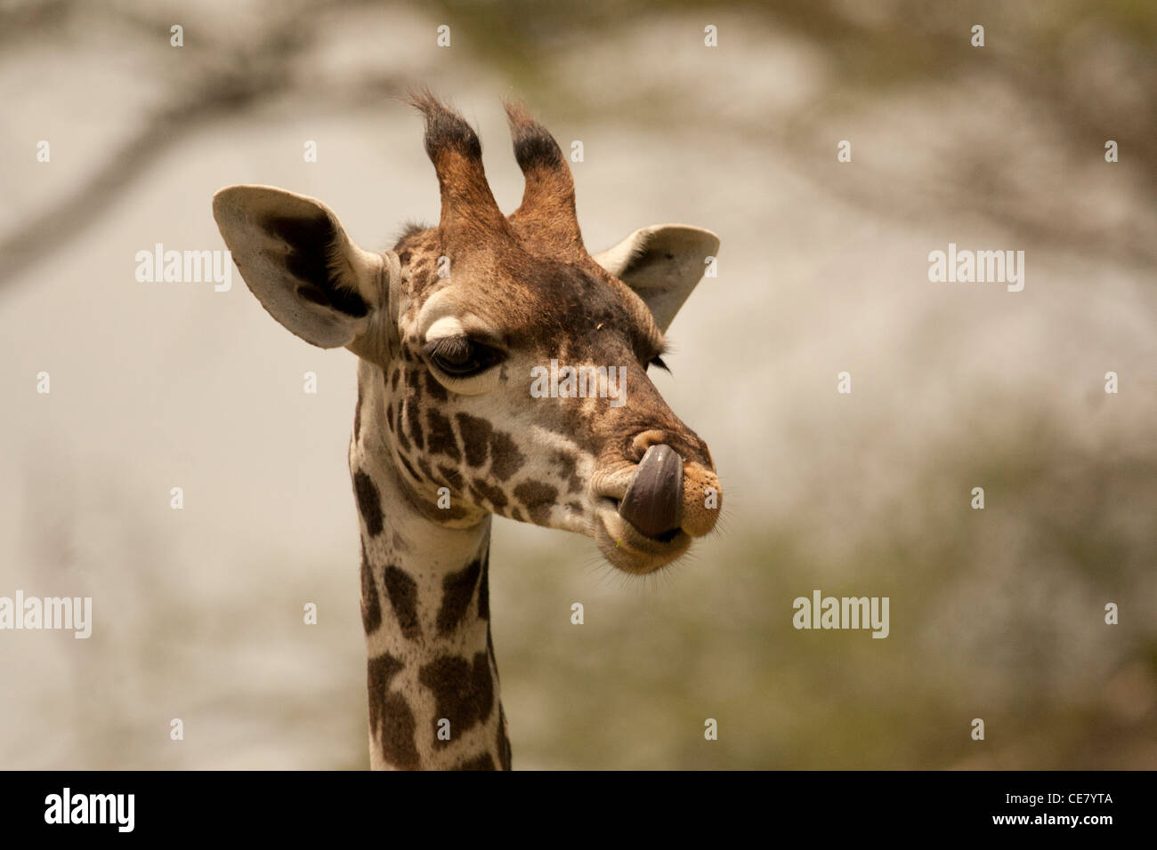 Girafe immatures Picking son nez avec sa langue Giraffa camelopardis Banque D'Images