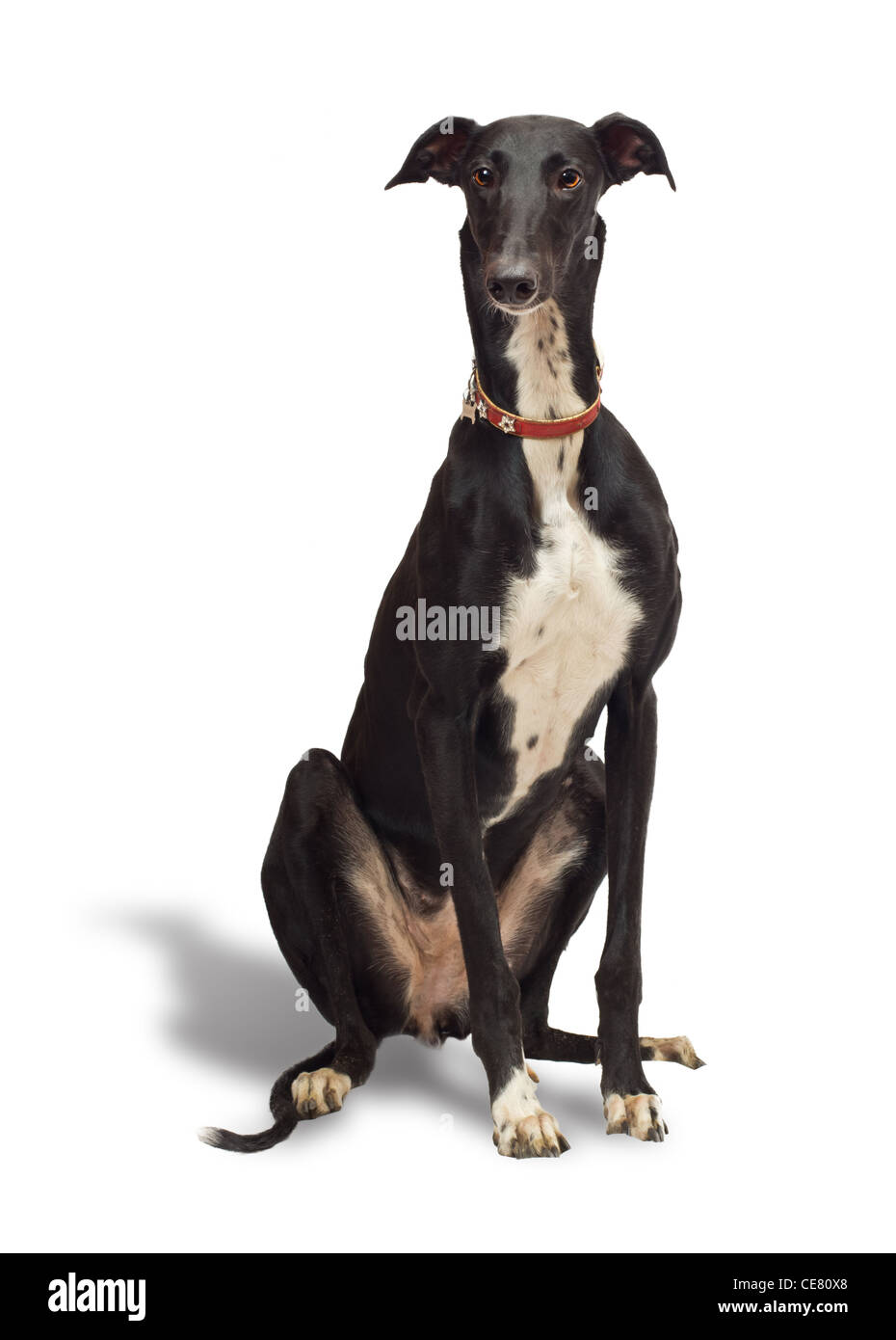 Greyhound dog, 18 years old, in front of white background Banque D'Images
