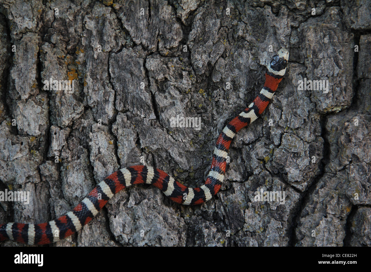 Montagne escalade Sonoran Kingsnake alligator juniper tree Santa Catalina de l'écorce de citron naturel Secteur mont Tucson Arizona Banque D'Images