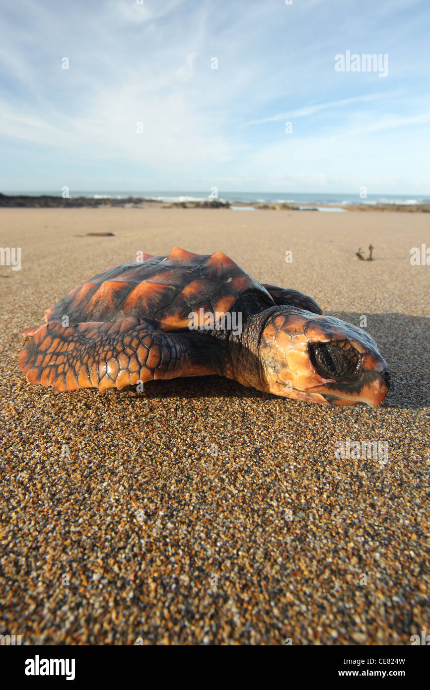 Dead tortue caouanne, Caretta caretta, échoué sur la plage de Cornouailles. Banque D'Images