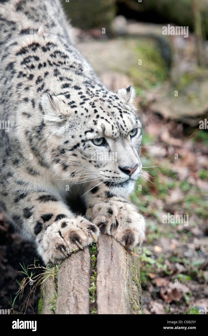 Snow Leopard mâles rayer arbre tombé Banque D'Images