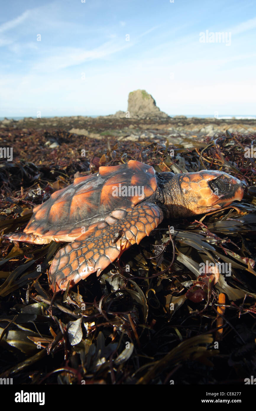 Dead tortue caouanne, Caretta caretta, rejetées sur la plage de Cornouailles . Banque D'Images