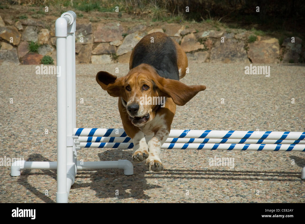 Bassett Hound sautant hurdle Banque D'Images