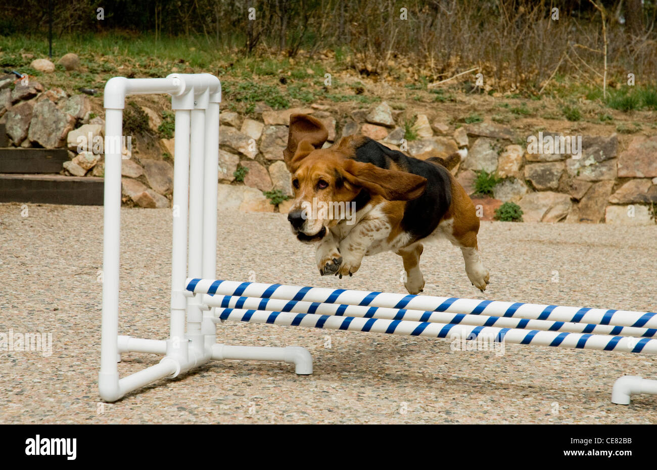 Bassett Hound sautant hurdle Banque D'Images