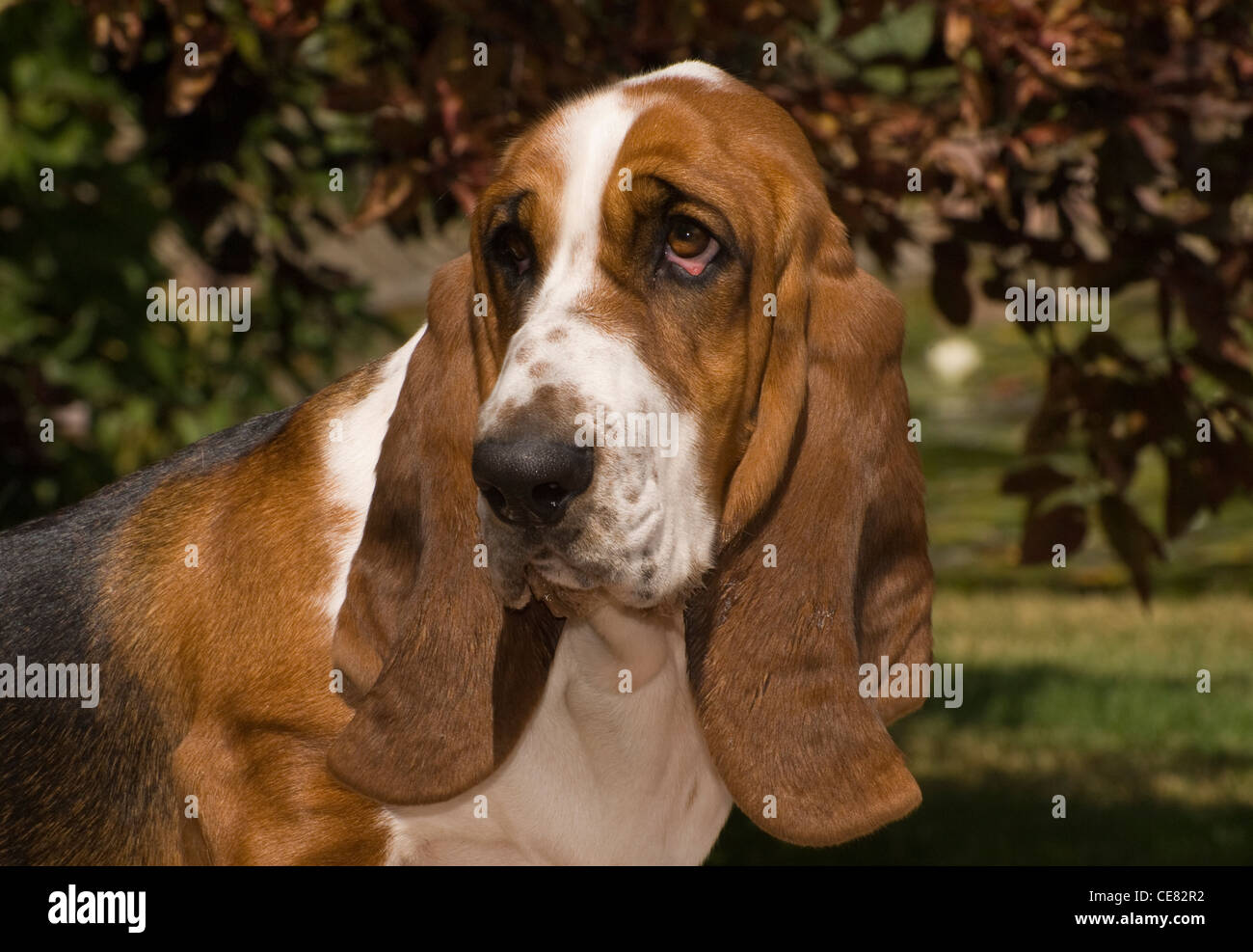 Bassett Hound-Head shot Banque D'Images