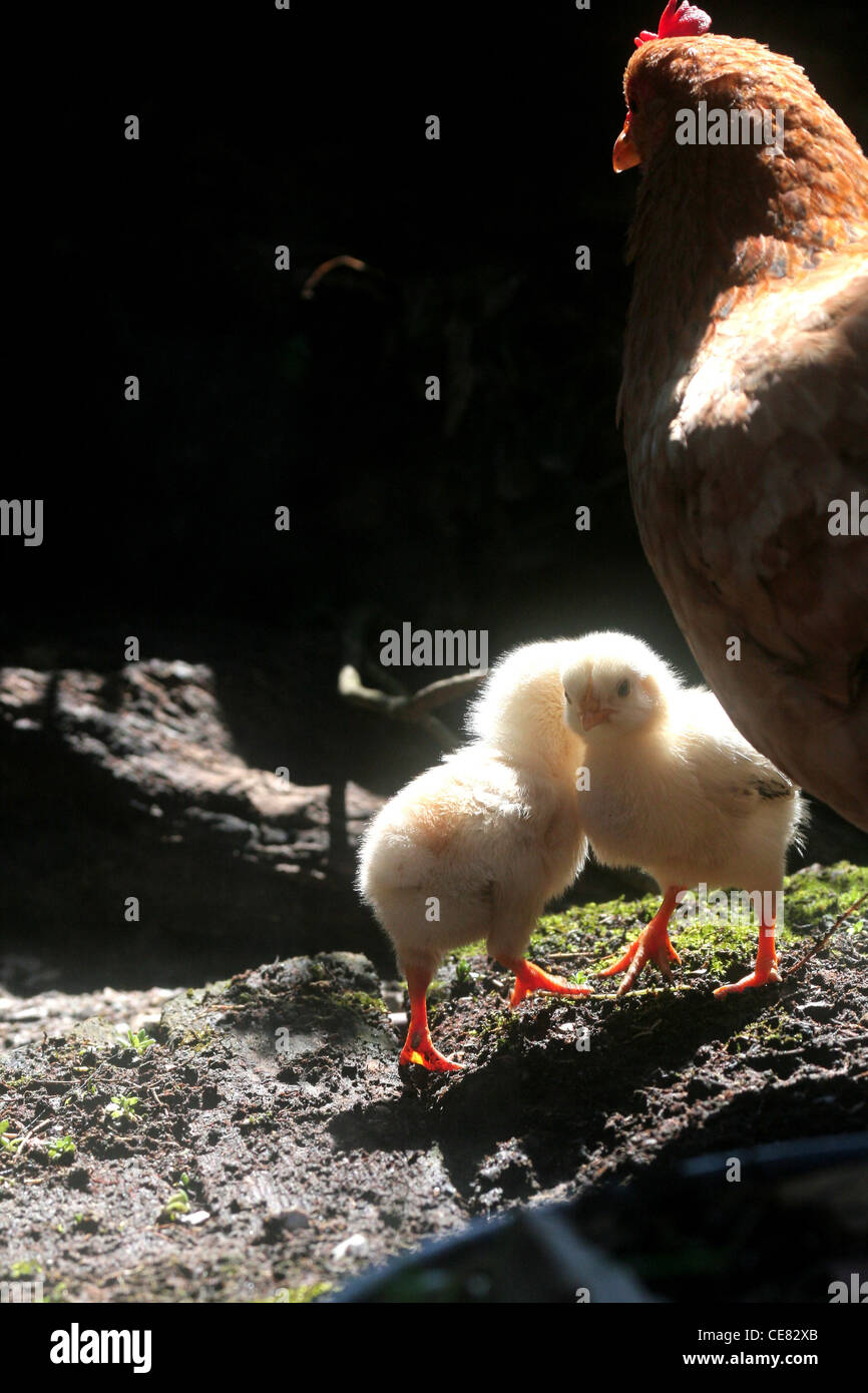 Nourrir leurs jeunes poussins de poulet Banque D'Images