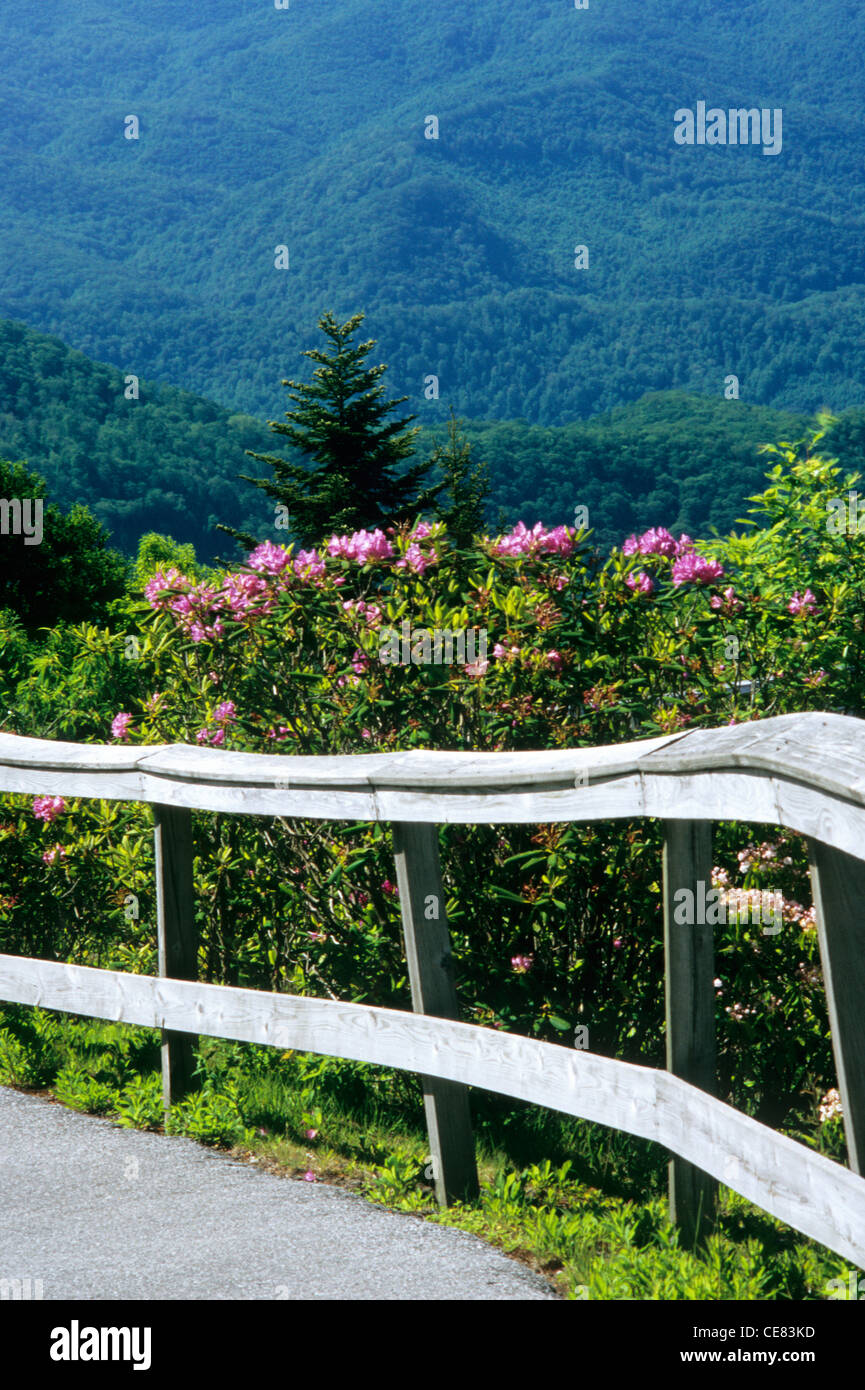 Le Blue Ridge Parkway à Jackson Co., NC, à Waterrock, bouton MP 451. Chemin pavé mène au sommet, bordée de rhododendrons Banque D'Images