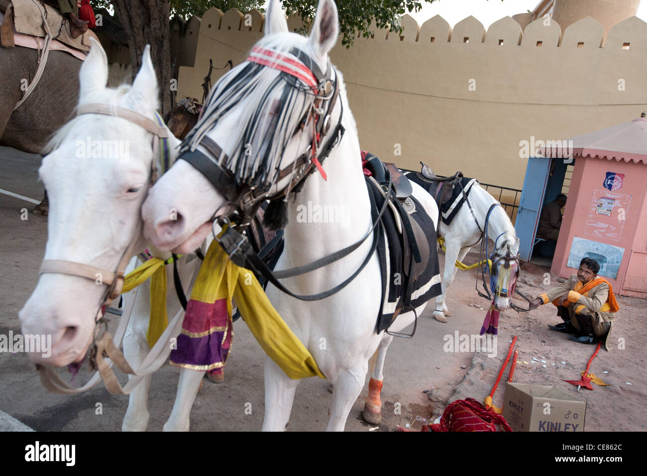 Les éléphants au Jantar Mantar, observatoire scientifique à Jaipur, au Rajasthan, en Inde. Banque D'Images