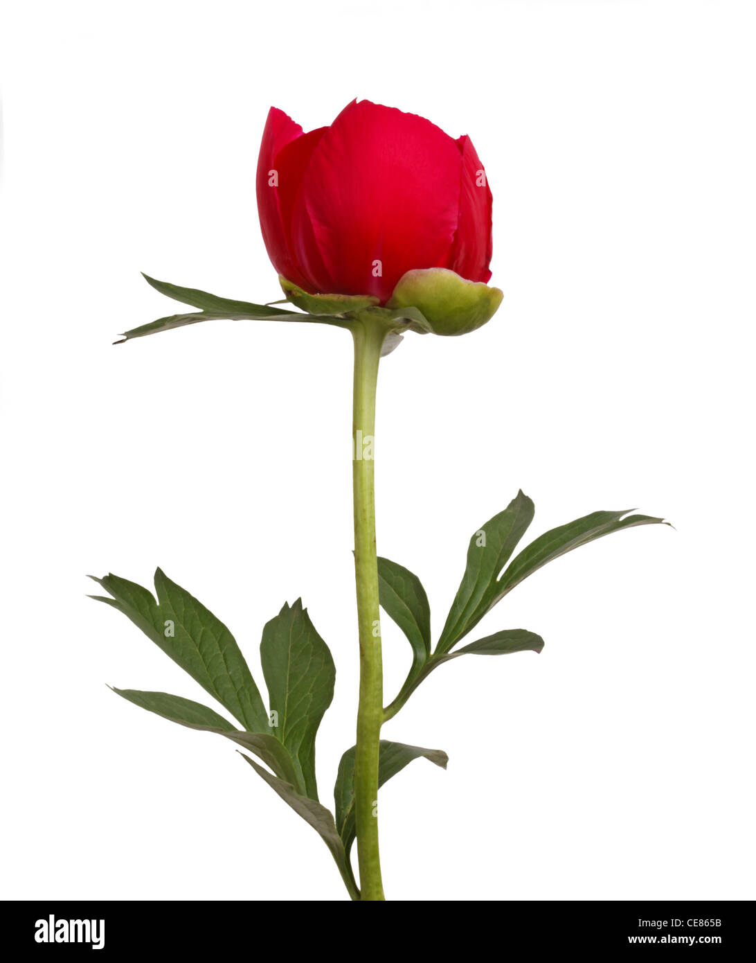 Fleur de pivoine rouge et de la tige Banque D'Images