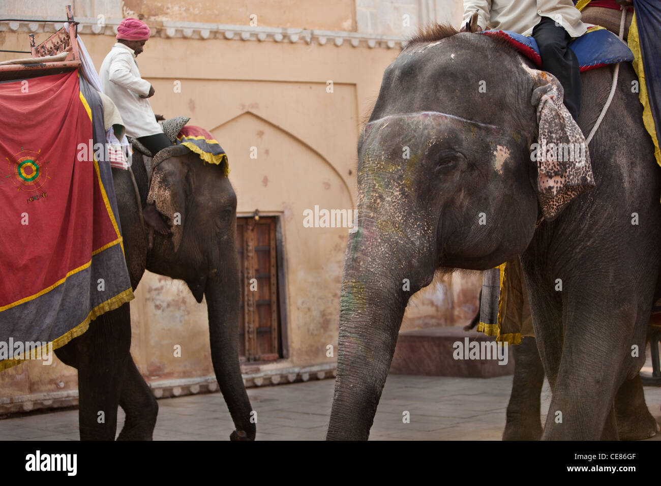 Les éléphants les touristes ferry la colline raide à Fort Amber, à l'extérieur de Jaipur, au Rajasthan, Inde Banque D'Images