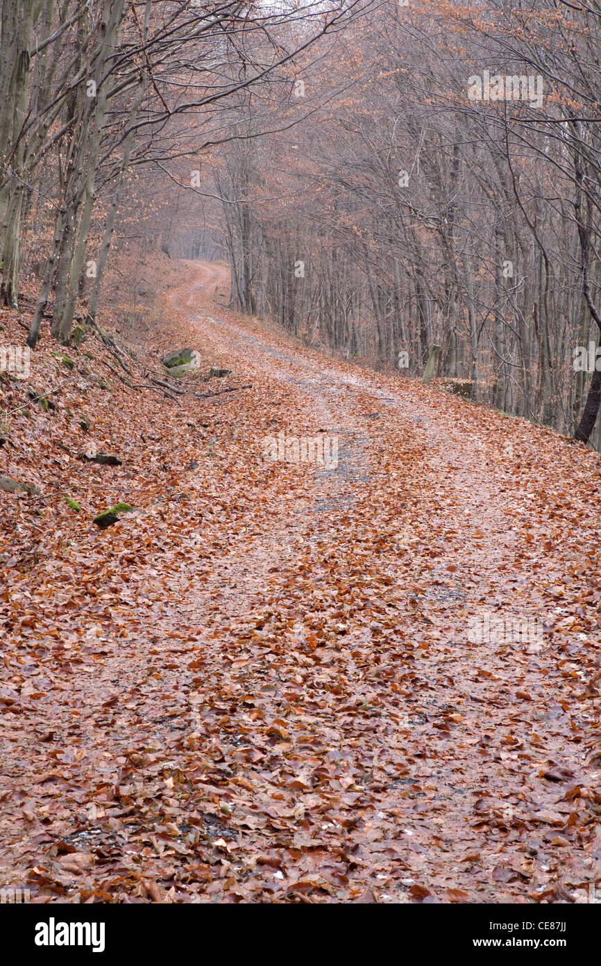 Cours en forêt d'automne Banque D'Images