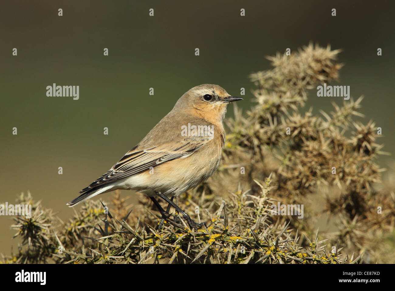 Traquet motteux Oenanthe oenanthe Stanpit Dorset UK marais d'octobre. Banque D'Images