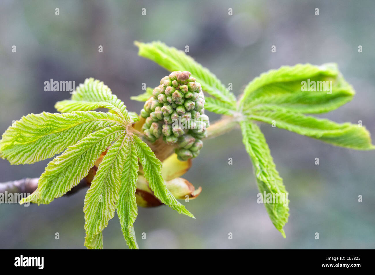 Arbre marronnier - Aesculus hippocastanum. Déploiement de nouvelles feuilles et des boutons de fleurs de printemps, UK Banque D'Images