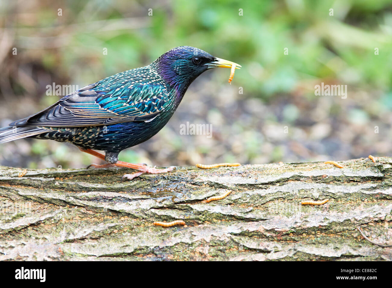 Étourneau sansonnet - Sturnus vulgaris montrant le plumage coloré printemps/été Banque D'Images
